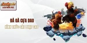 Đá gà cựa dao