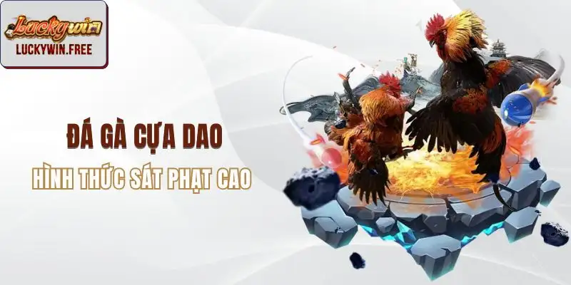 Đá gà cựa dao