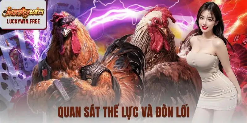 Phân tích gà, phong độ và tỷ lệ trước khi chọn kèo