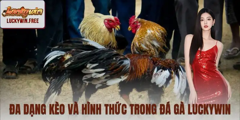 Phân loại kèo và hình thức thi đấu rõ ràng
